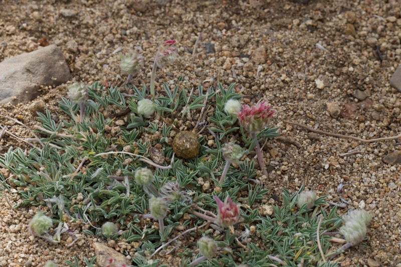 Trifolium andersonii subsp. monoense photo 8