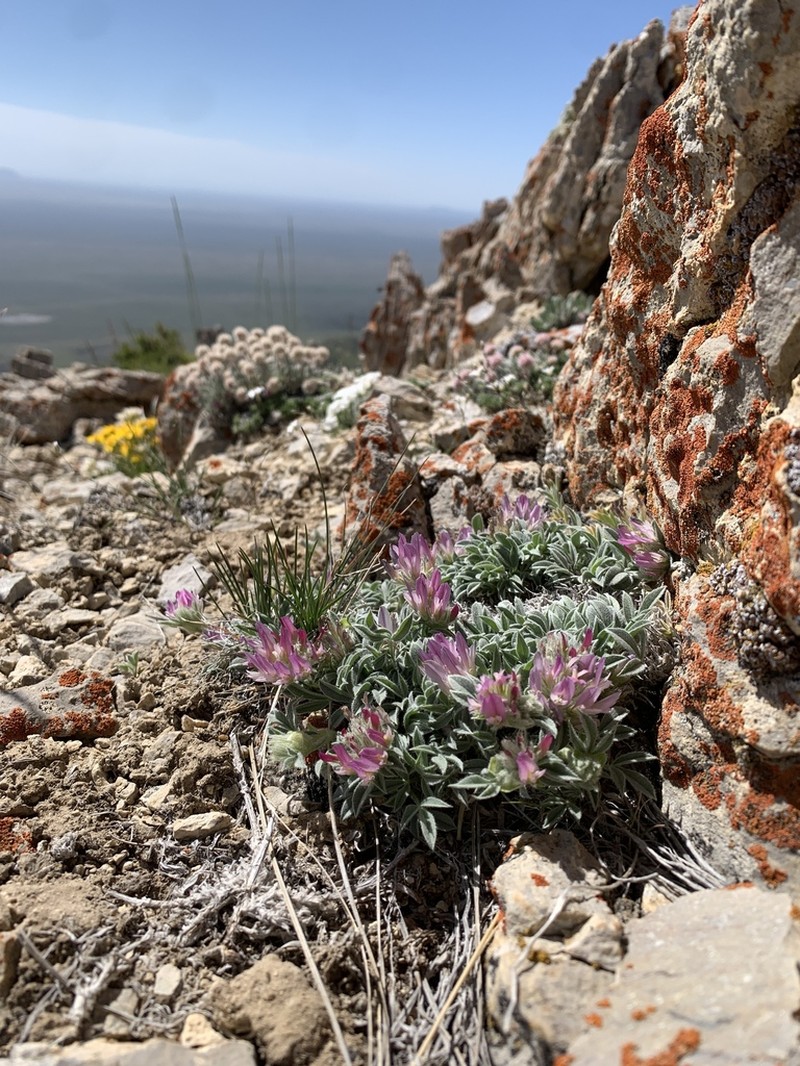 Intermountain Clover photo 2