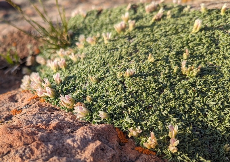 Intermountain Clover photo 3