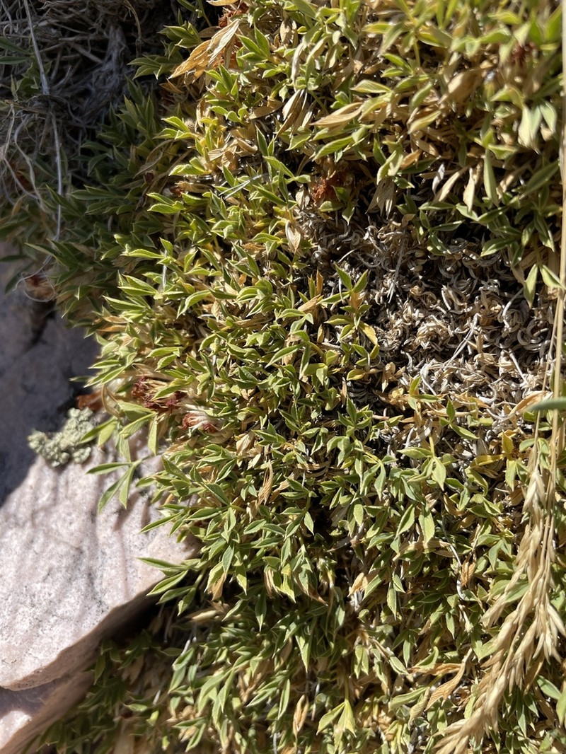 Intermountain Clover photo 4