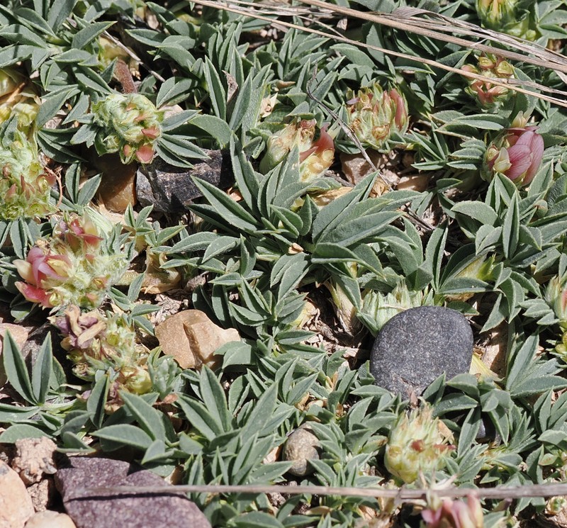 Intermountain Clover photo 5