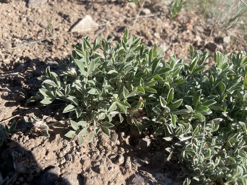 Intermountain Clover photo 6