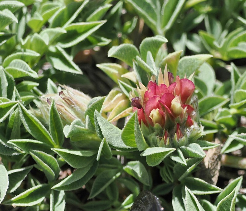 Intermountain Clover photo 7
