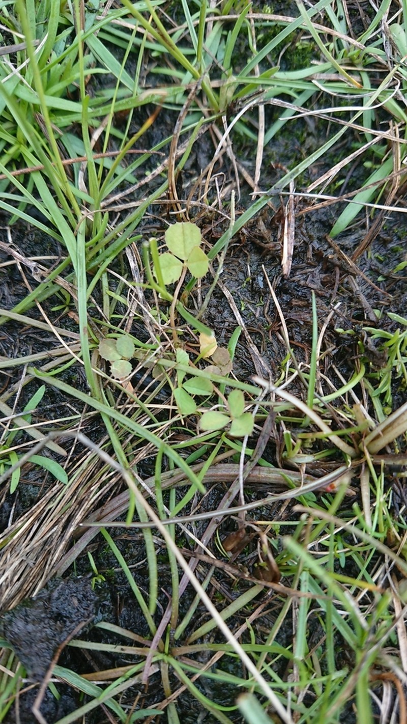 Trifolium angulatum