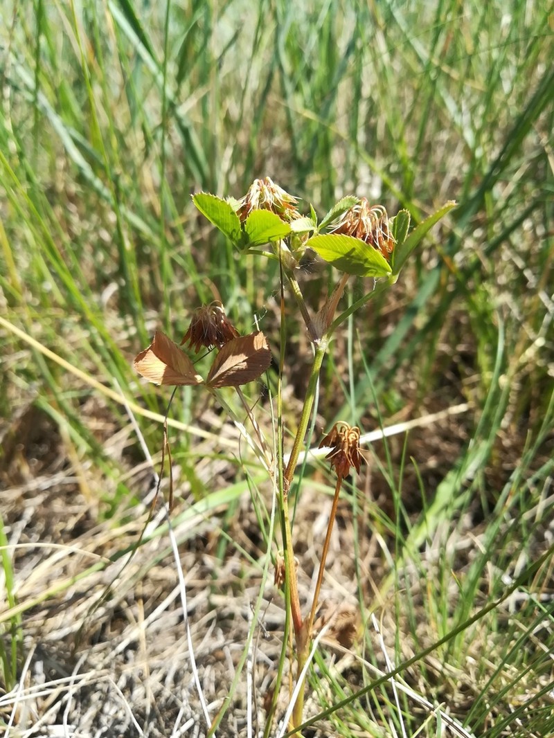 Trifolium angulatum photo 2