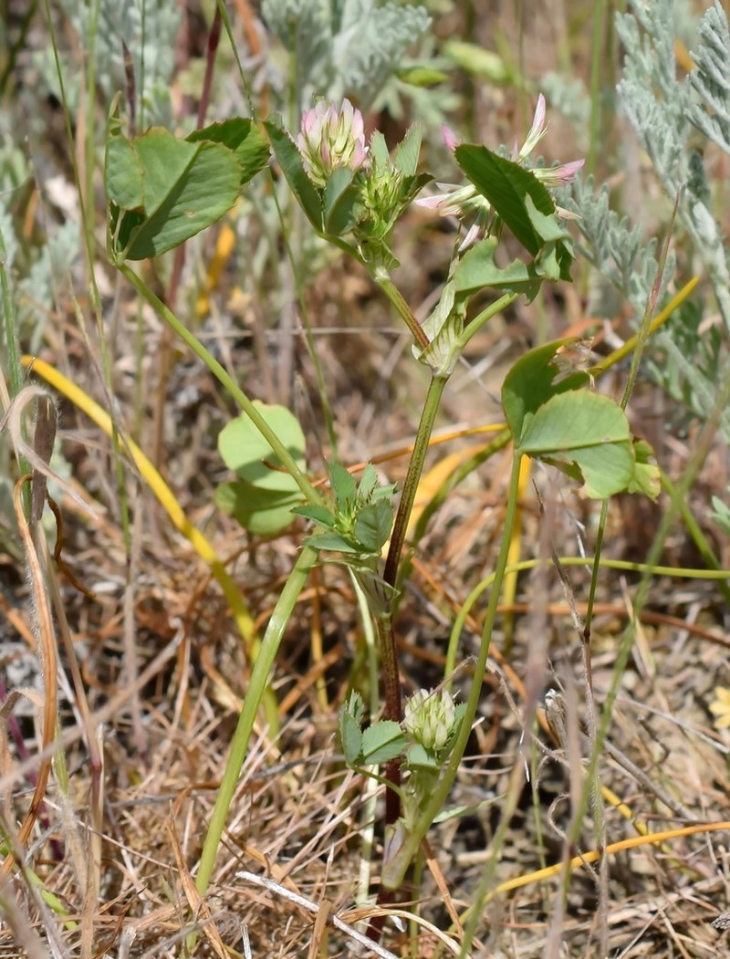 Trifolium angulatum photo 3