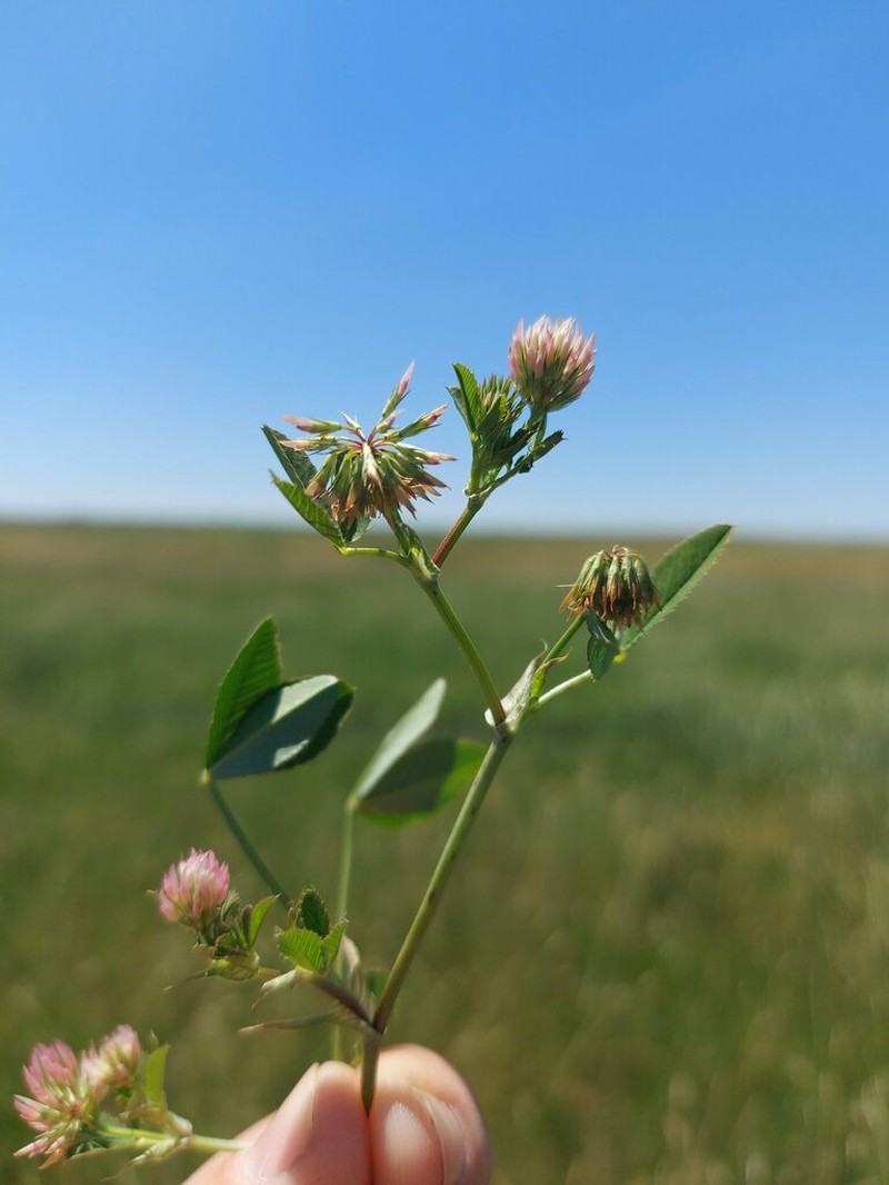 Trifolium angulatum photo 4