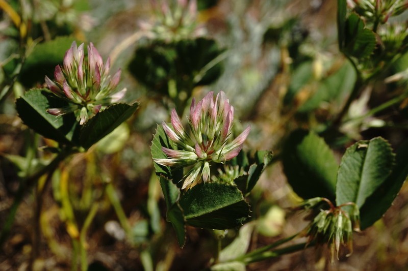 Trifolium angulatum photo 5