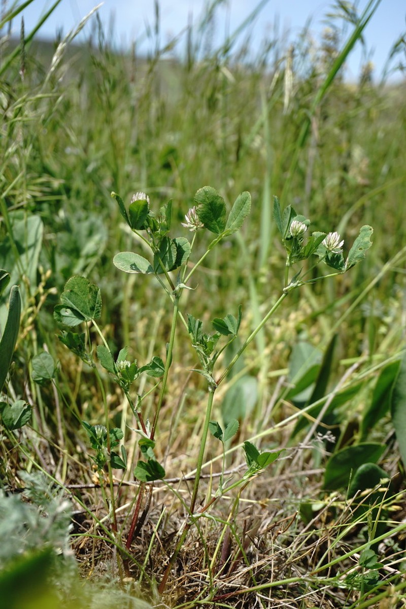 Trifolium angulatum photo 6