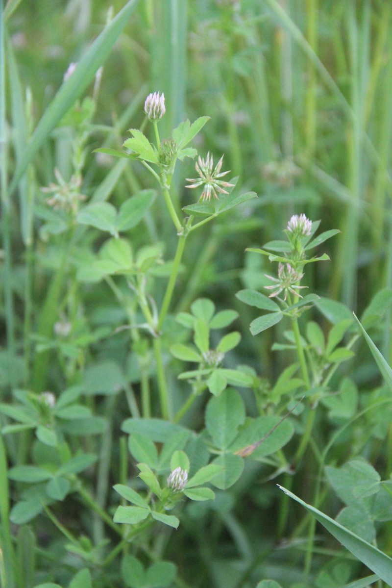 Trifolium angulatum photo 7
