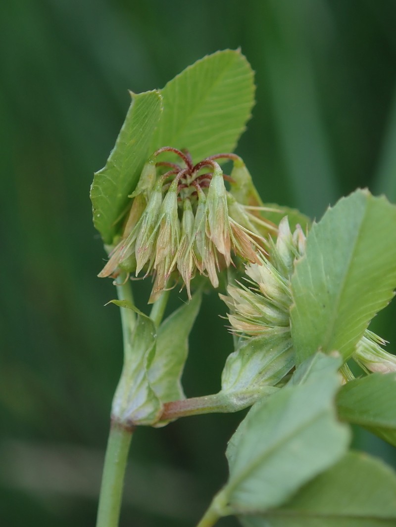 Trifolium angulatum photo 8