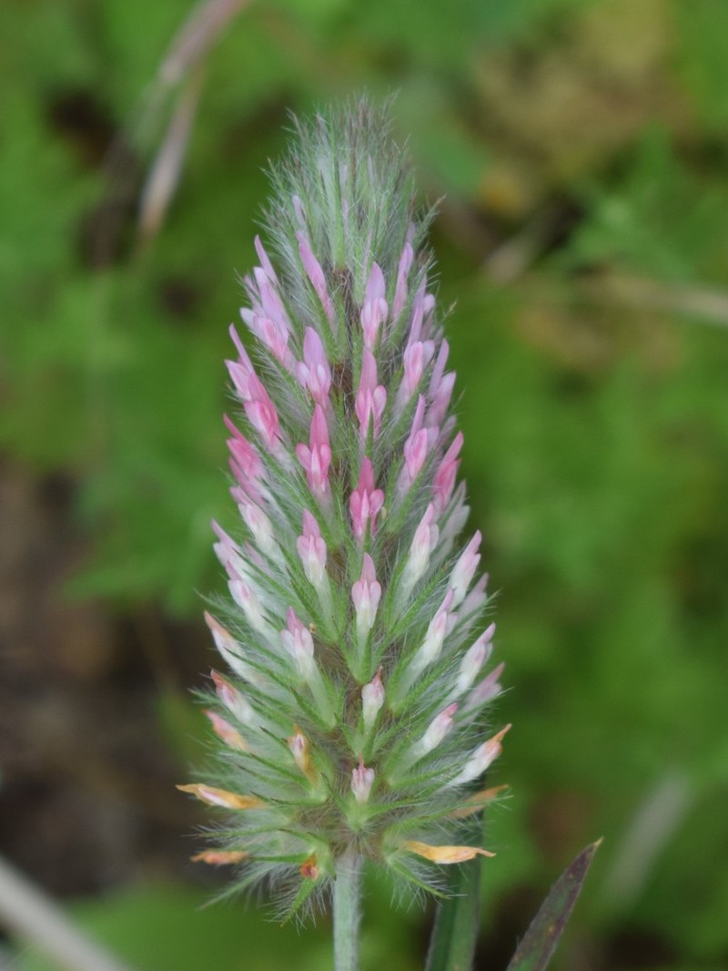 Narrowleaf Crimson Clover photo 3