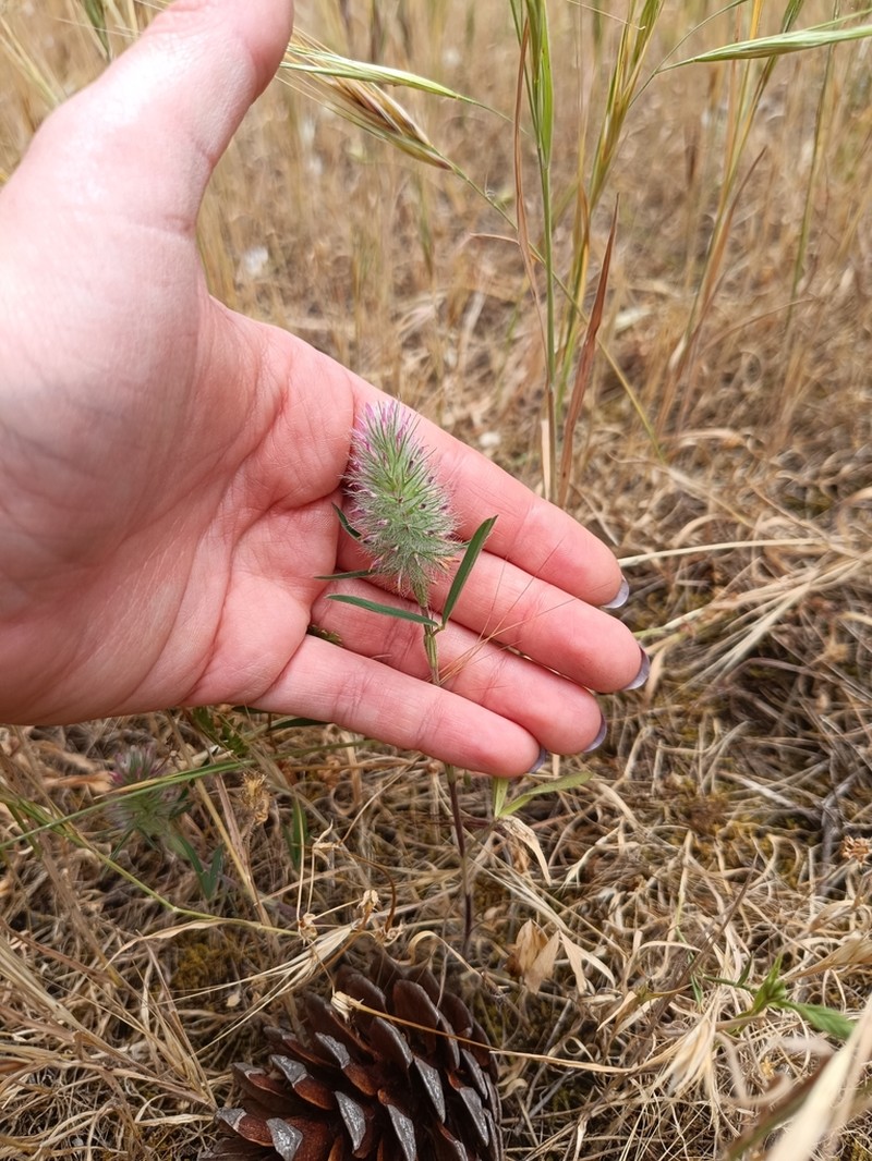Narrowleaf Crimson Clover photo 4