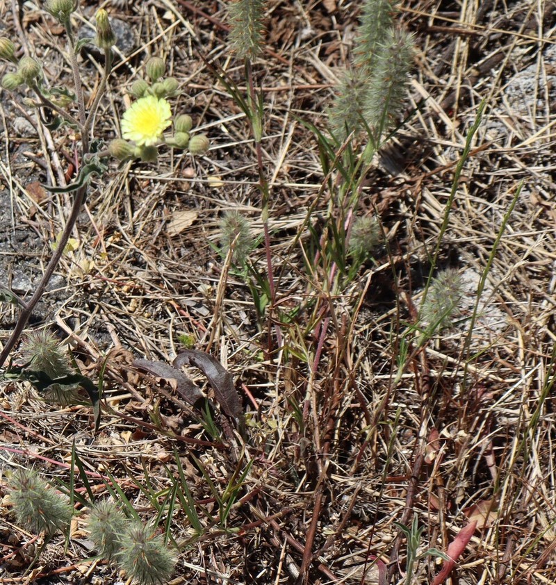 Narrowleaf Crimson Clover photo 5
