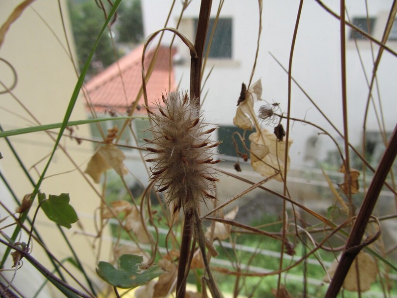 Narrowleaf Crimson Clover photo 7