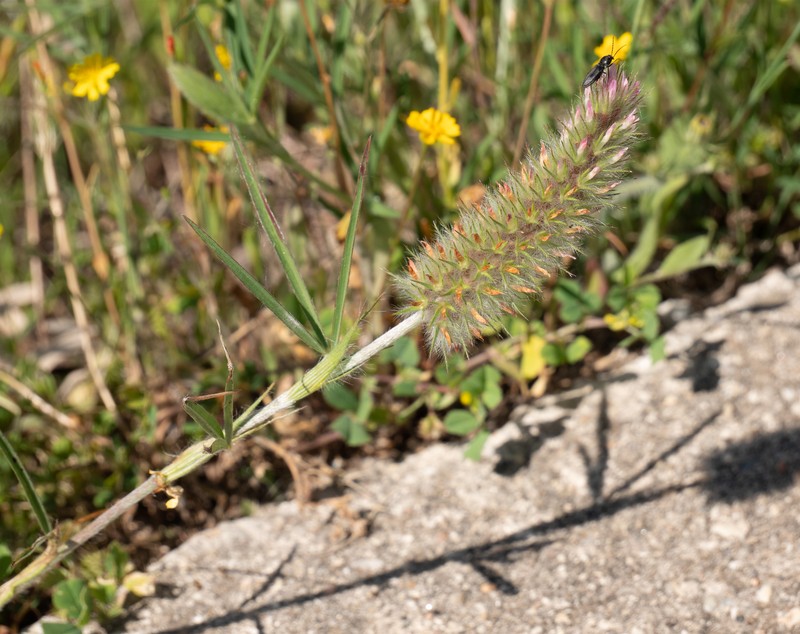 Narrowleaf Crimson Clover photo 4