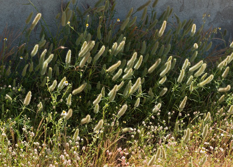 Narrowleaf Crimson Clover photo 5