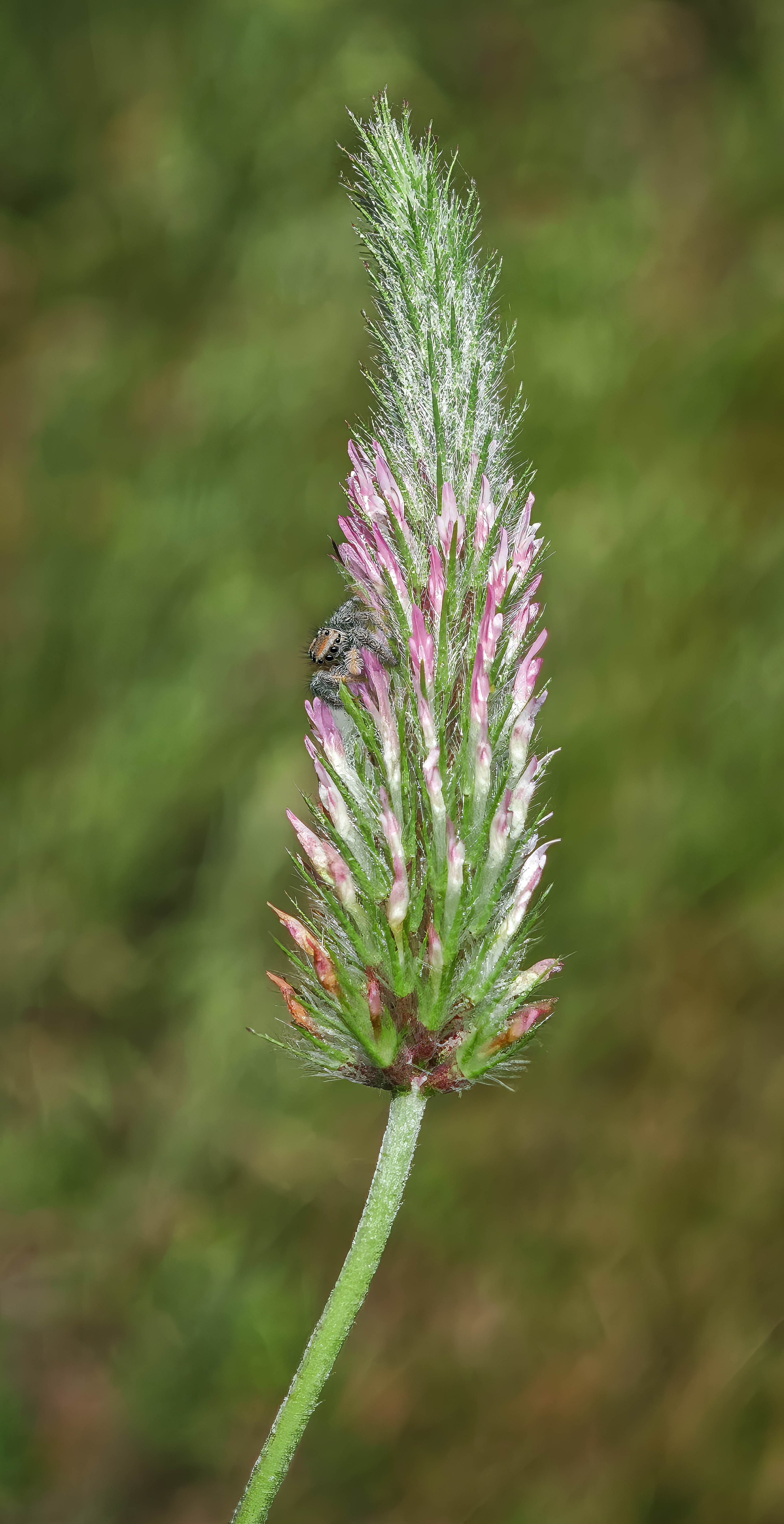 Narrowleaf Crimson Clover photo 6