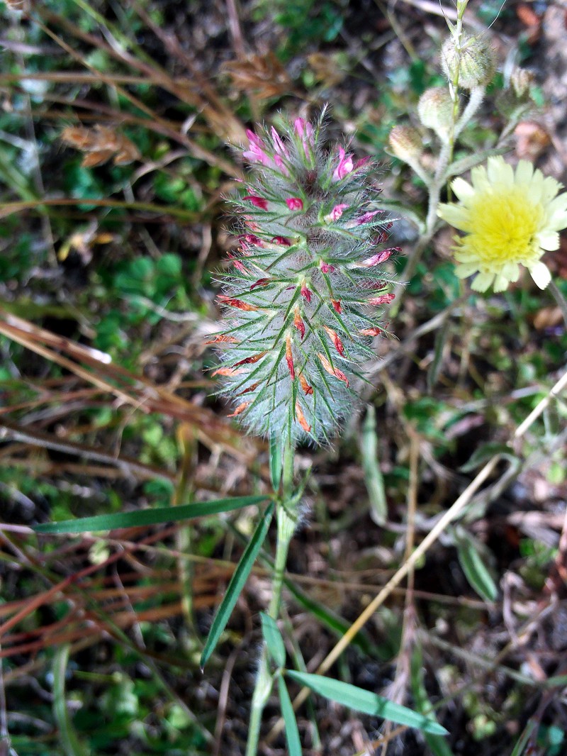 Narrowleaf Crimson Clover