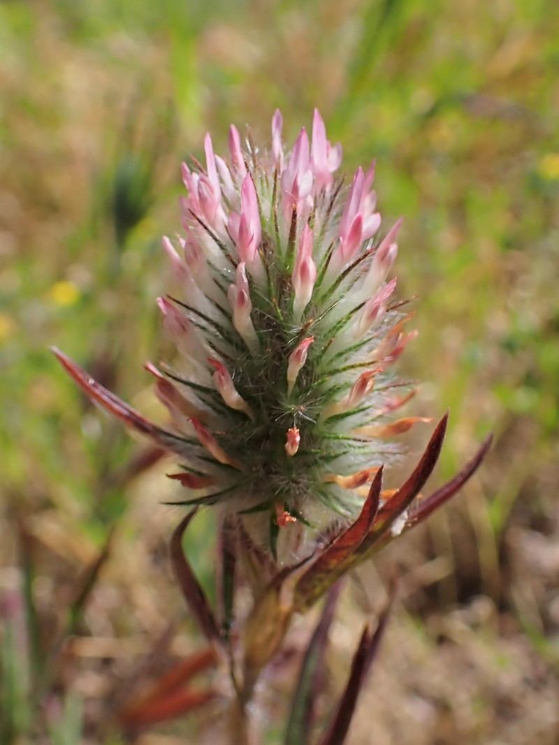 Narrowleaf Crimson Clover photo 2