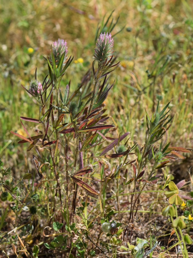Narrowleaf Crimson Clover photo 3