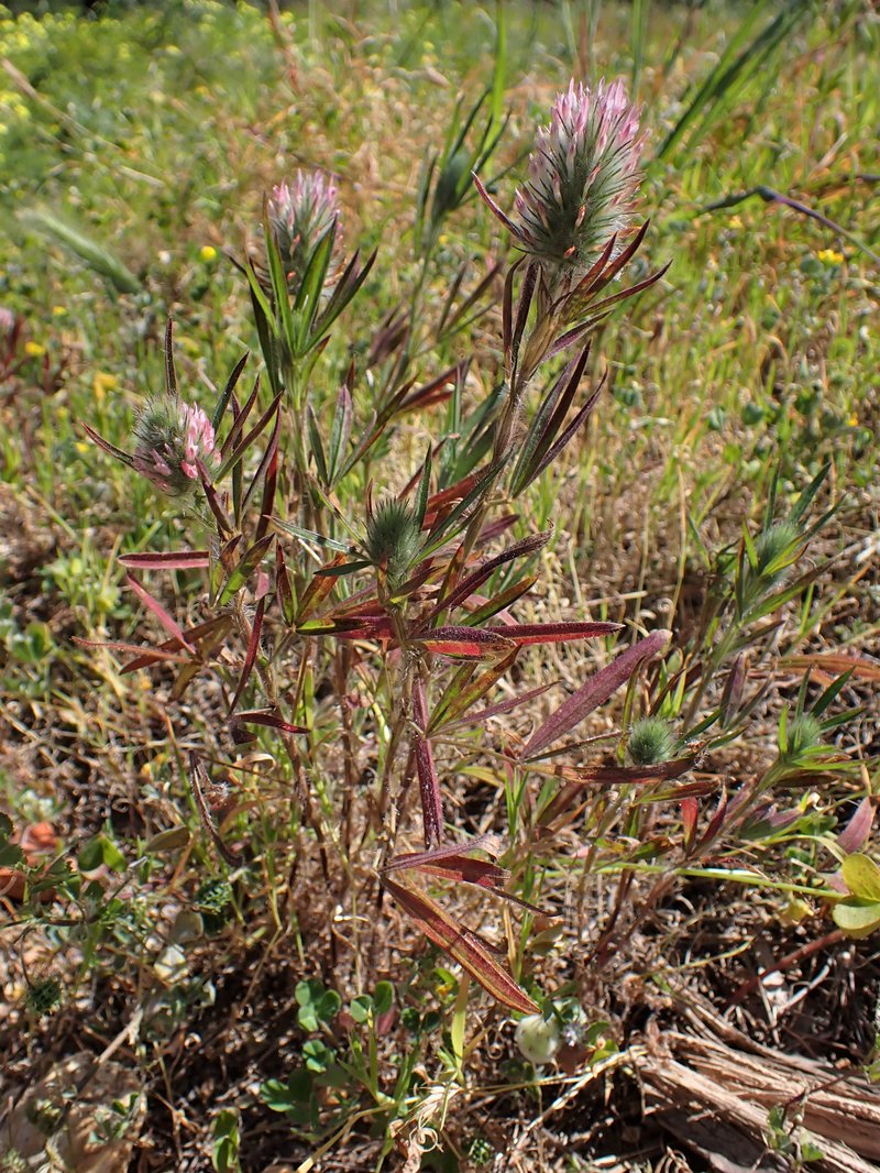 Narrowleaf Crimson Clover photo 7