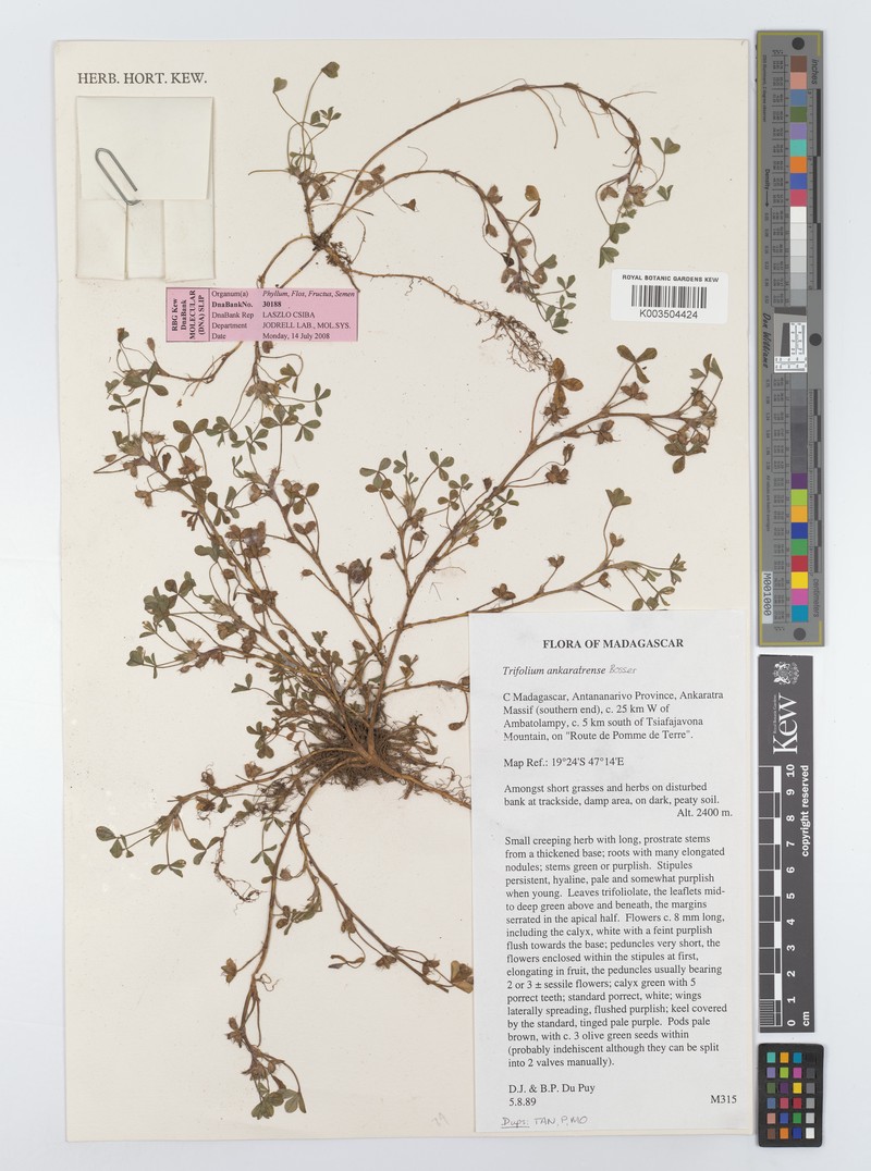 Trifolium ankaratrense