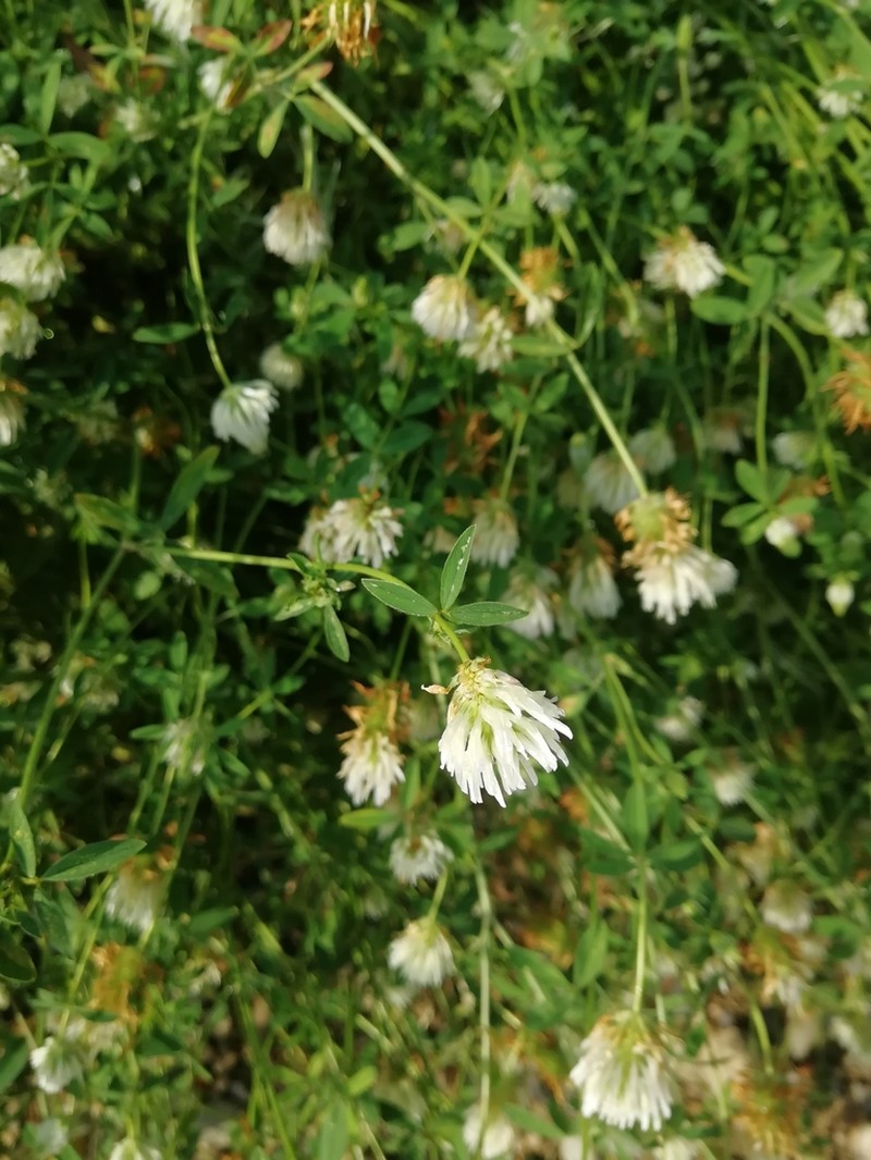 Open Clover
