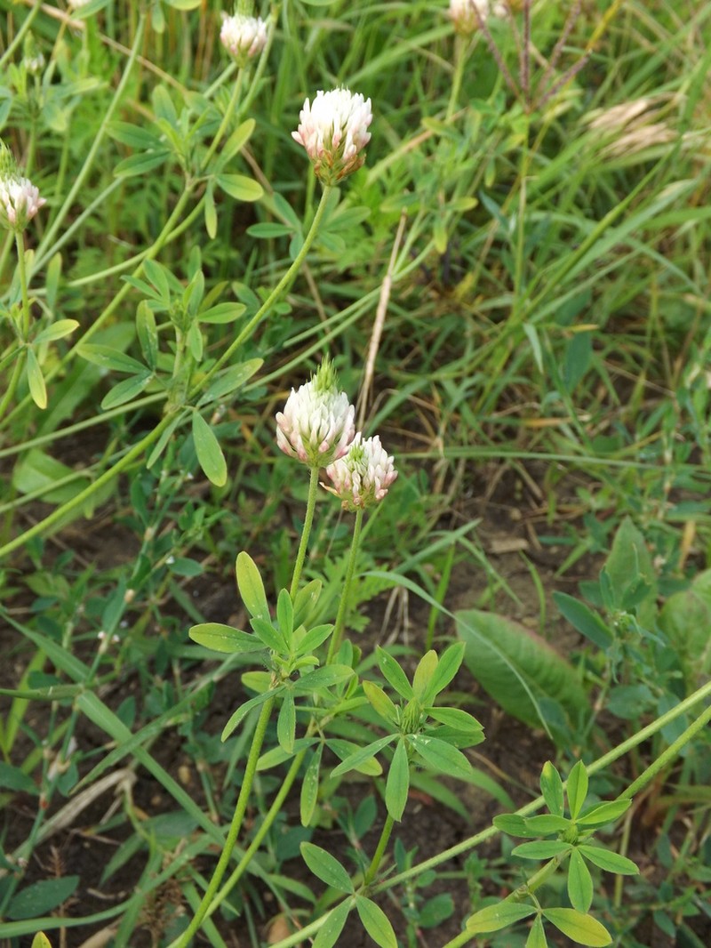 Open Clover photo 2