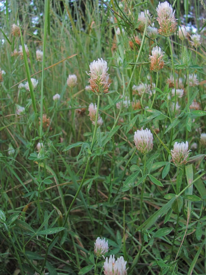 Open Clover photo 3