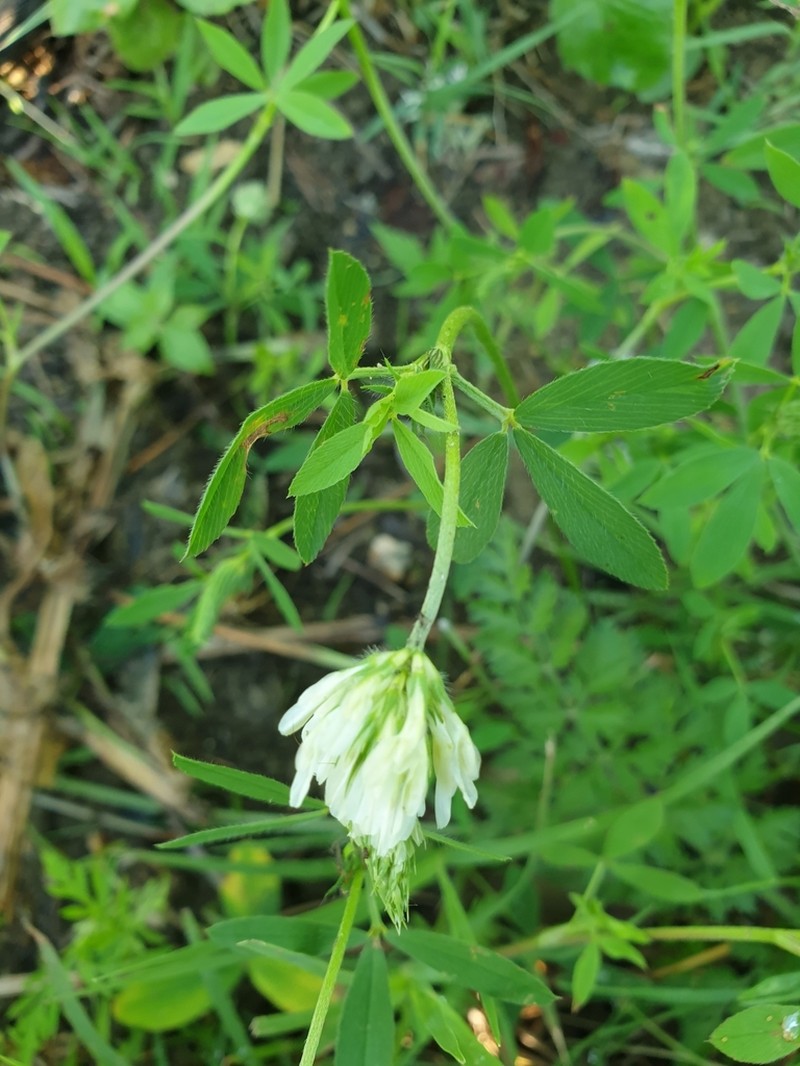 Open Clover photo 4