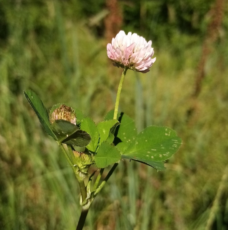 Open Clover photo 5