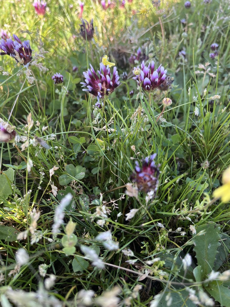 Trifolium appendiculatum