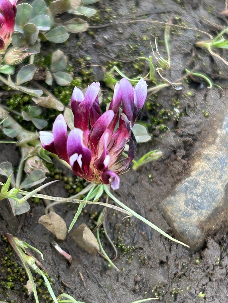Trifolium appendiculatum photo 2