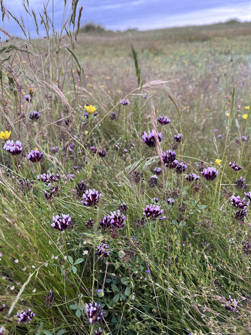 Trifolium appendiculatum photo 3
