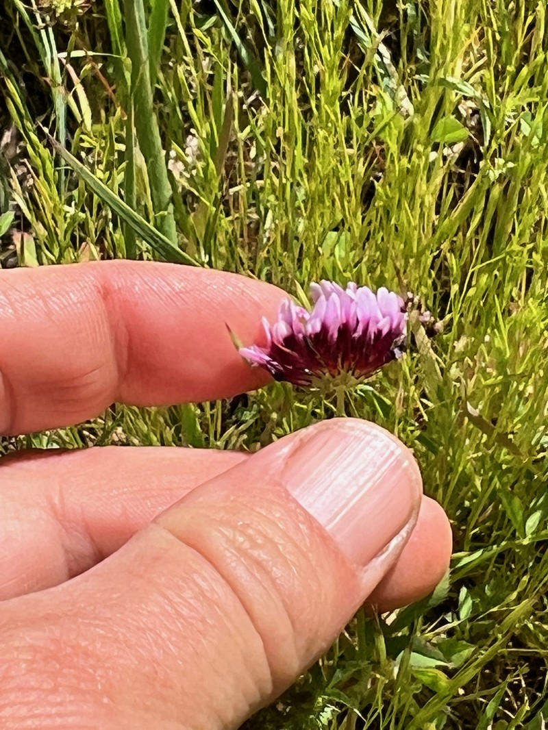 Trifolium appendiculatum photo 4