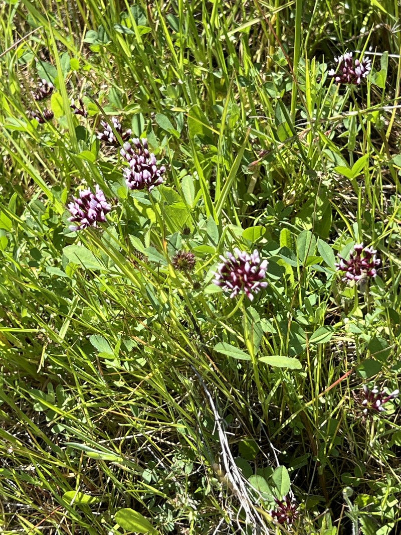 Trifolium appendiculatum photo 5