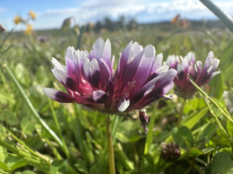 Trifolium appendiculatum photo 6