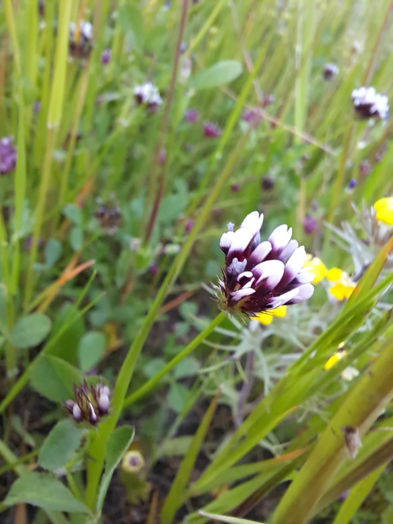 Trifolium appendiculatum photo 7