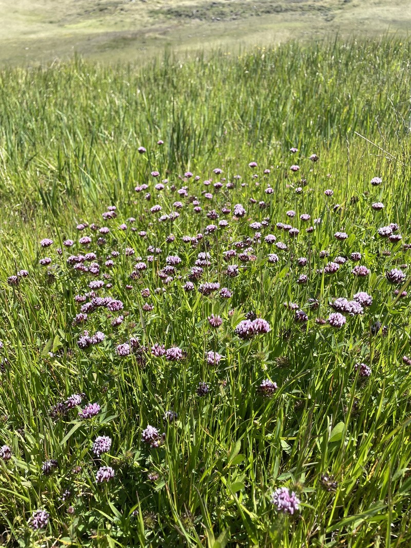 Trifolium appendiculatum photo 8