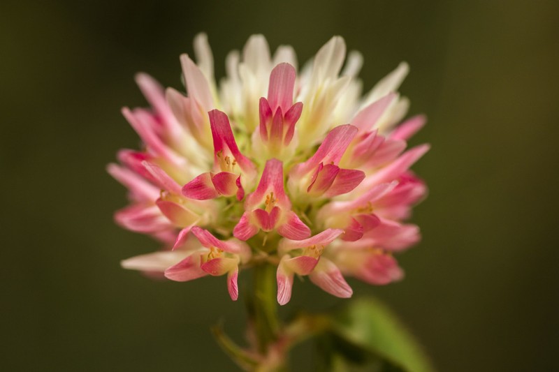 Sharp-Tooth Clover