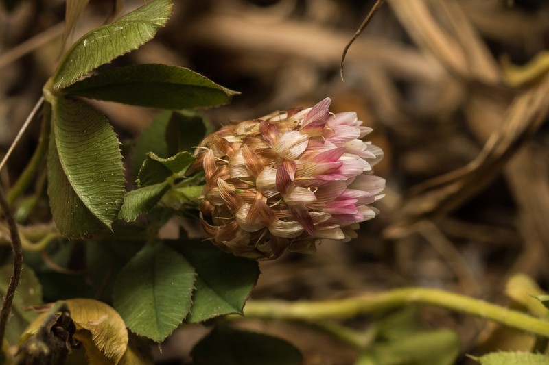 Sharp-Tooth Clover photo 2