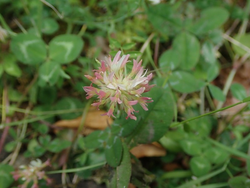 Sharp-Tooth Clover photo 3