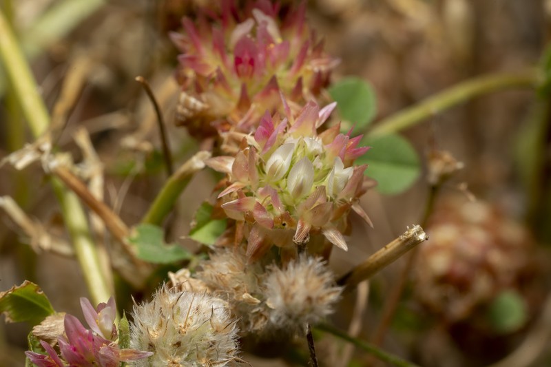 Sharp-Tooth Clover photo 4
