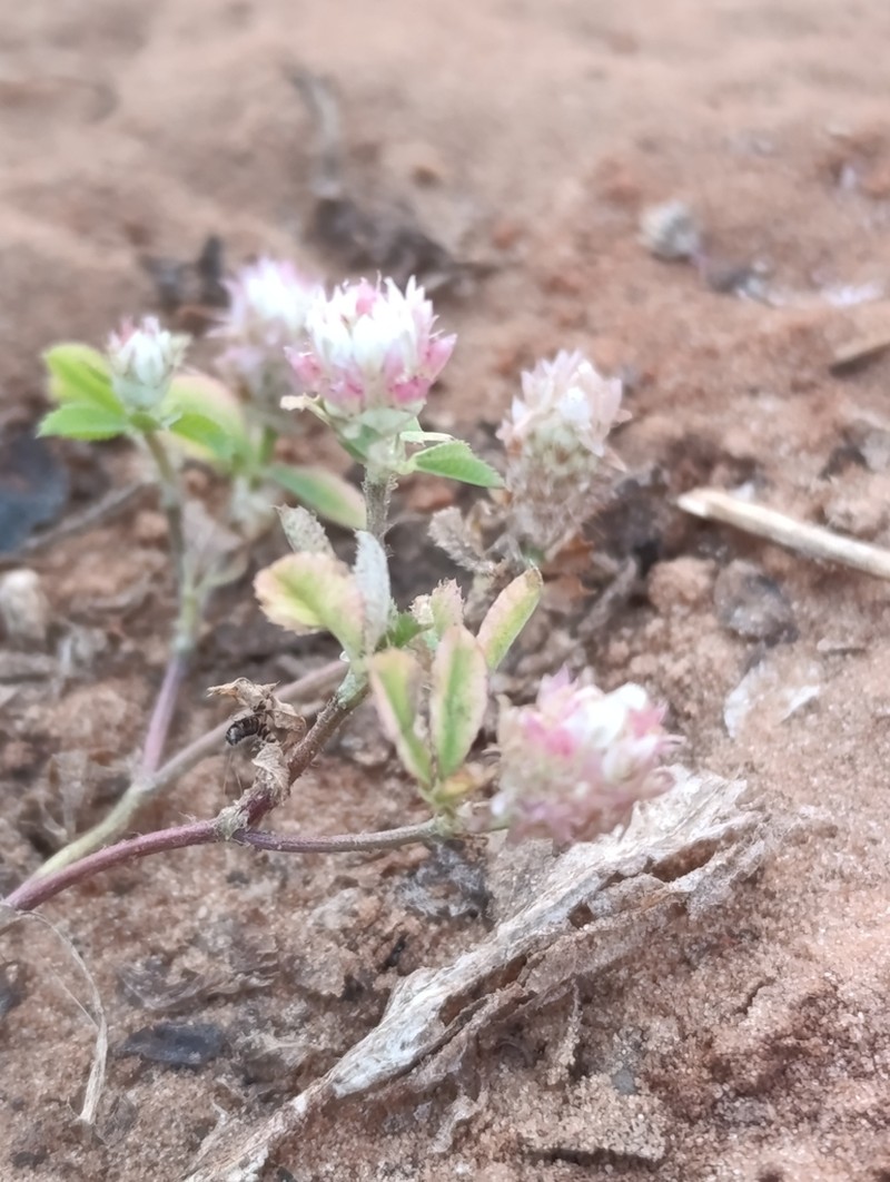 Sharp-Tooth Clover photo 5