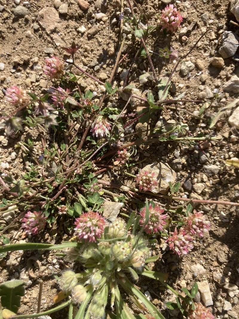 Sharp-Tooth Clover photo 6