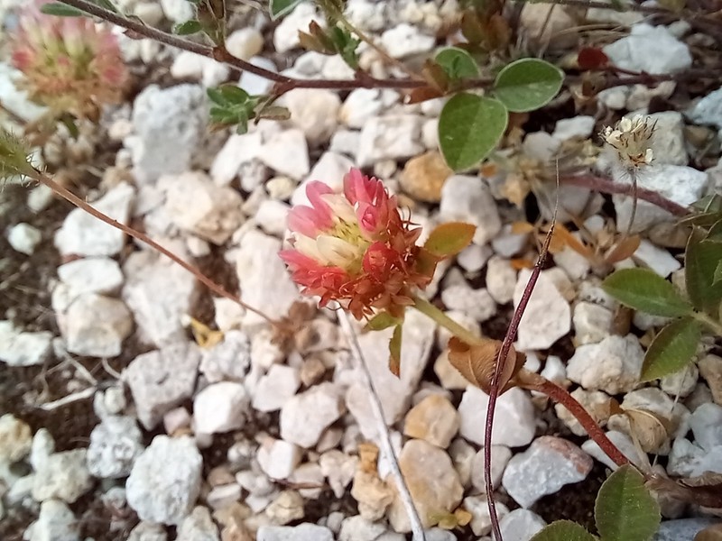 Sharp-Tooth Clover photo 7
