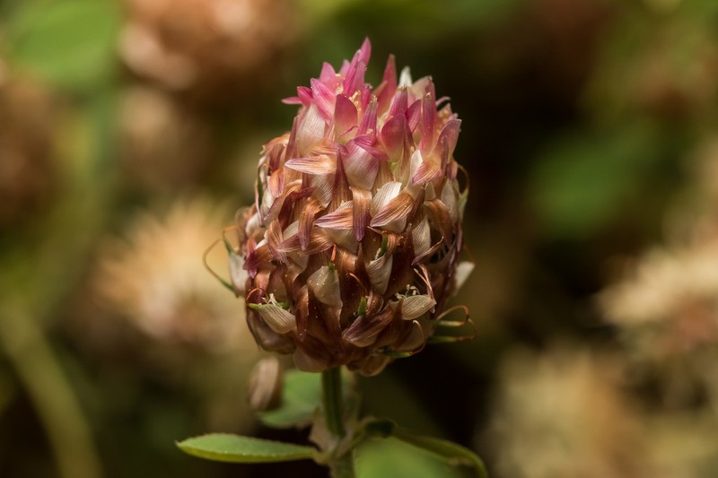 Sharp-Tooth Clover photo 8