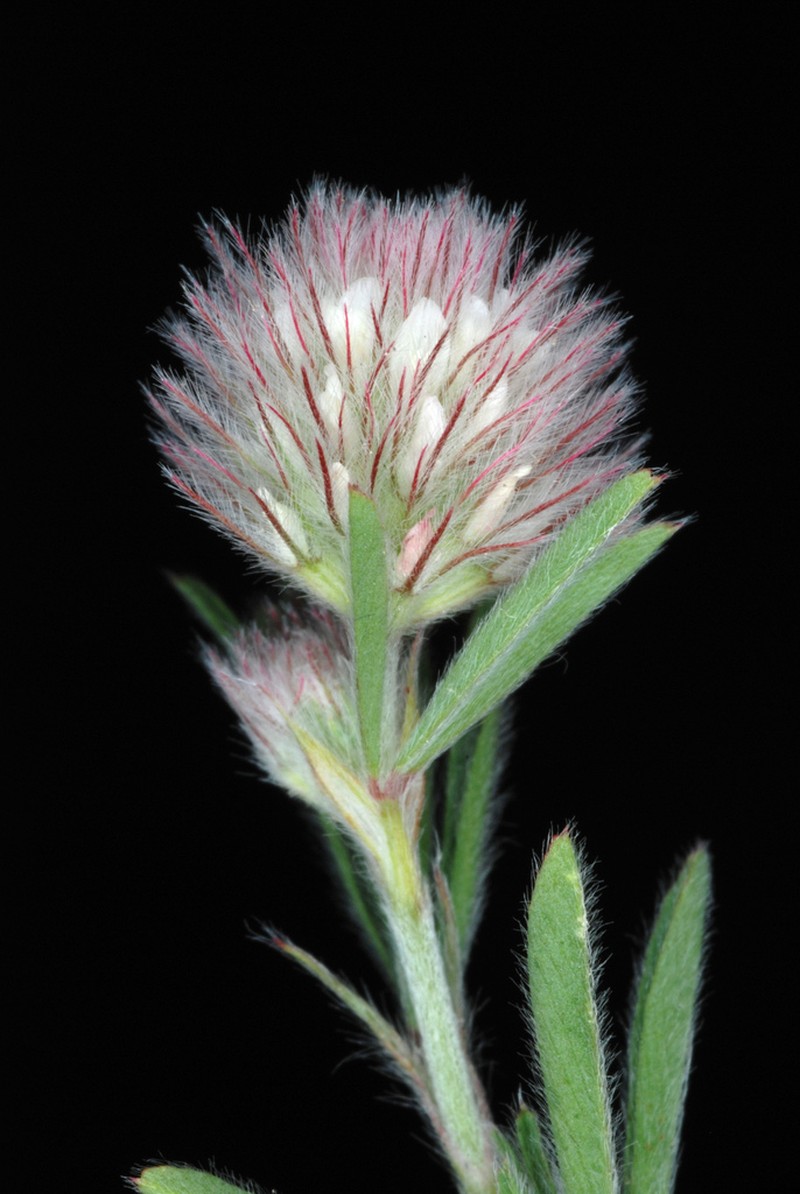 Rabbitfoot Clover photo 3