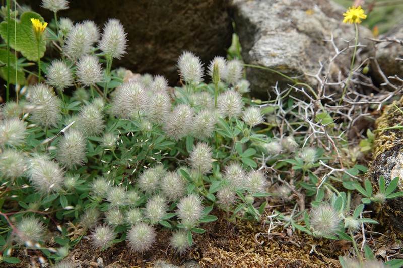 Rabbitfoot Clover photo 4